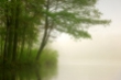 TreesandFog
