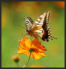 butterfly and flower