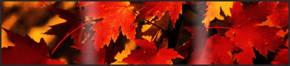 red-fall-leaves-banner.jpg