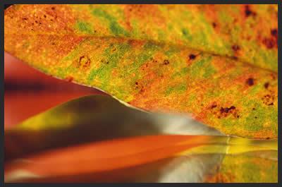 leaf-macro.jpg