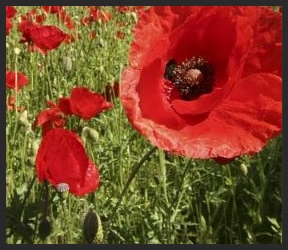 flowers5.jpg