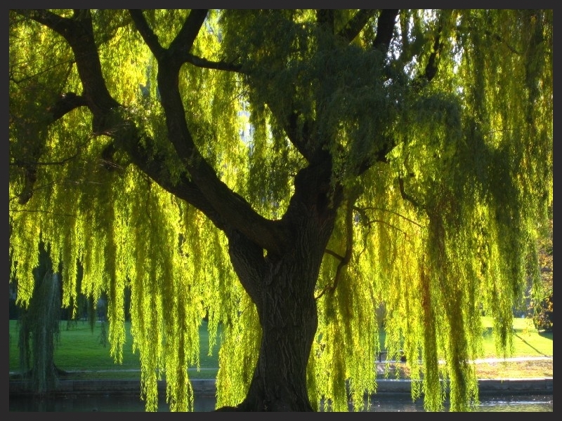 Willow Roots Parenting