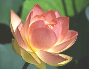 William Meader Meditations