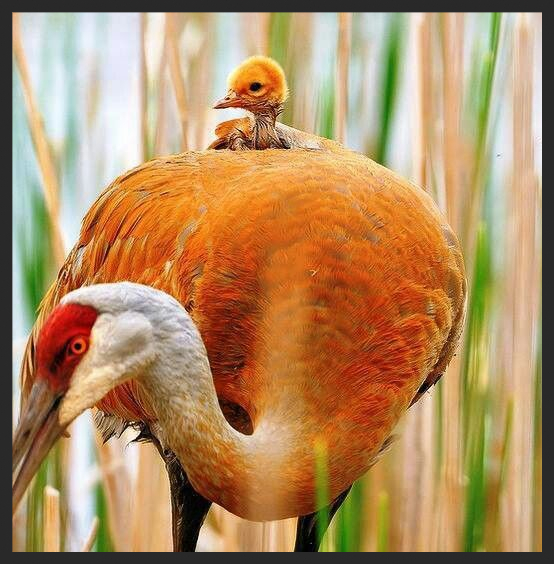 sandhill crane