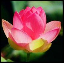 lotus