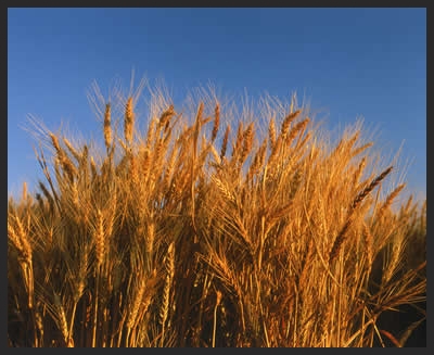 wheat-stalks.jpg