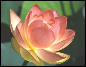 William Meader Meditations
