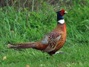Pheasant