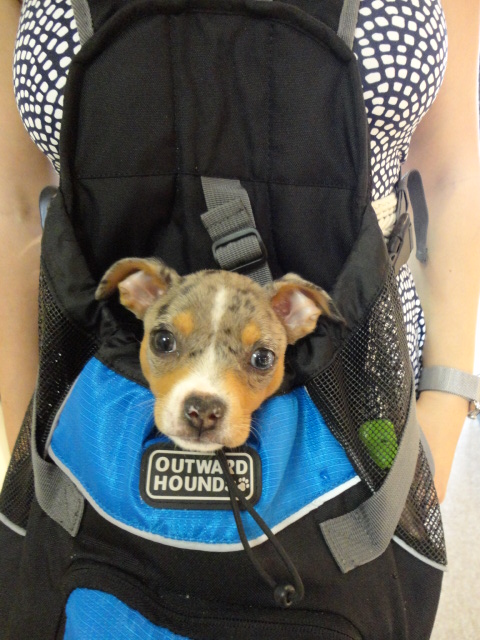 Furry Friend