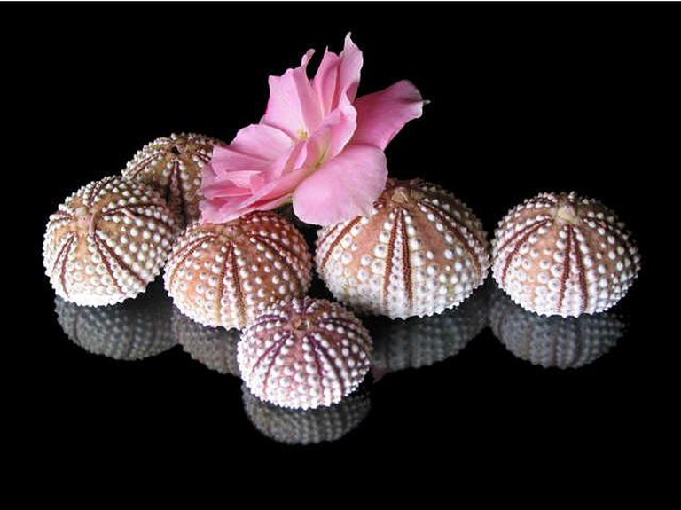 Urchins