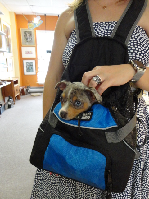 Furry Friend