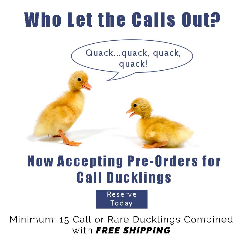 Call Ducks for Sale