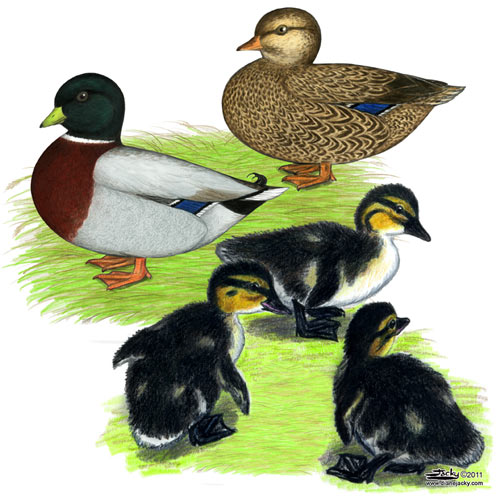 Gray Call Ducks