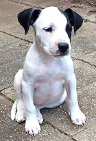 Grant's Pup - Trevor