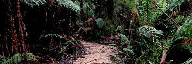 A path in the middle of foliage.