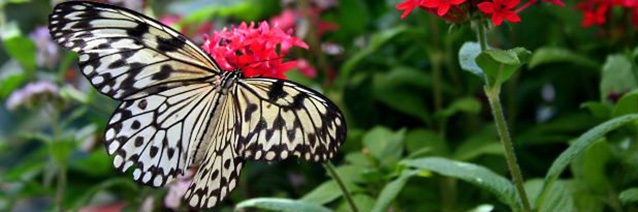 Black and white butterfly sitting on a pink flower.