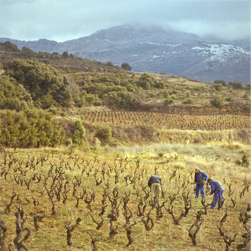 REMELLURI Vineyard Vista