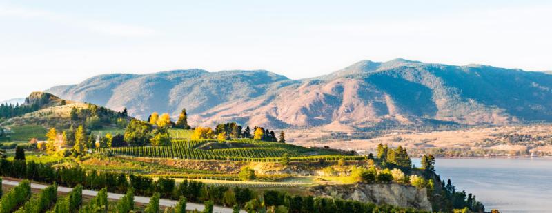 POPLAR GROVE Vineyards