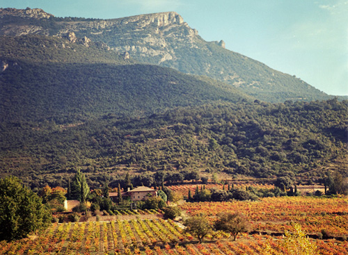 REMELLURI Vineyards