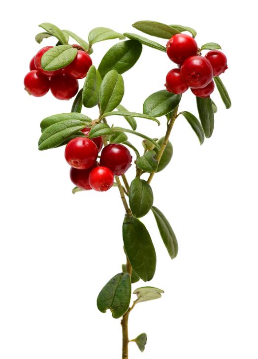 Branch Cranberries Isolated On  a White Background.