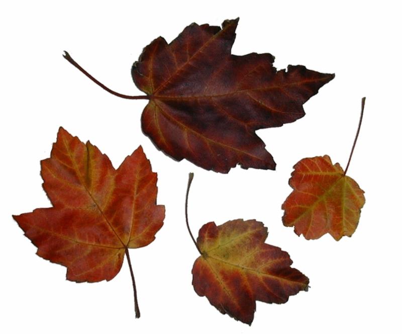 autumn_leaves_rustle.jpg