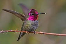 Anna's Hummingbird