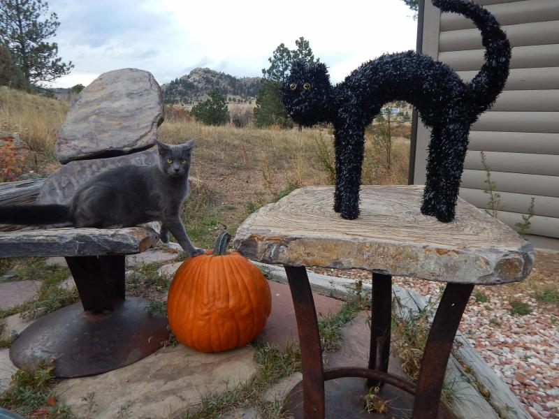 Kitty with Pumpkin