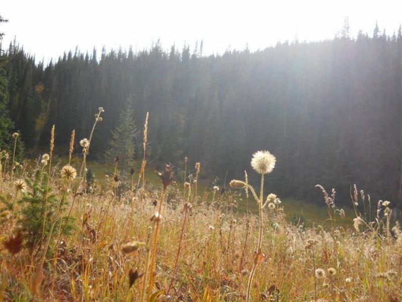 Sun on Grass