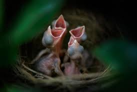 babybirds