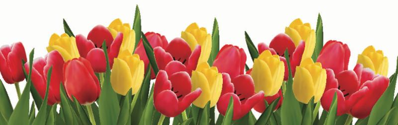 red_yellow_tulips.jpg