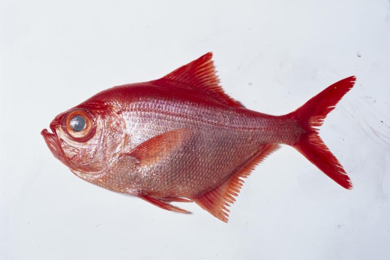 fish3.jpg