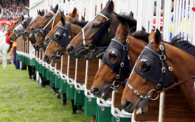Racehorse