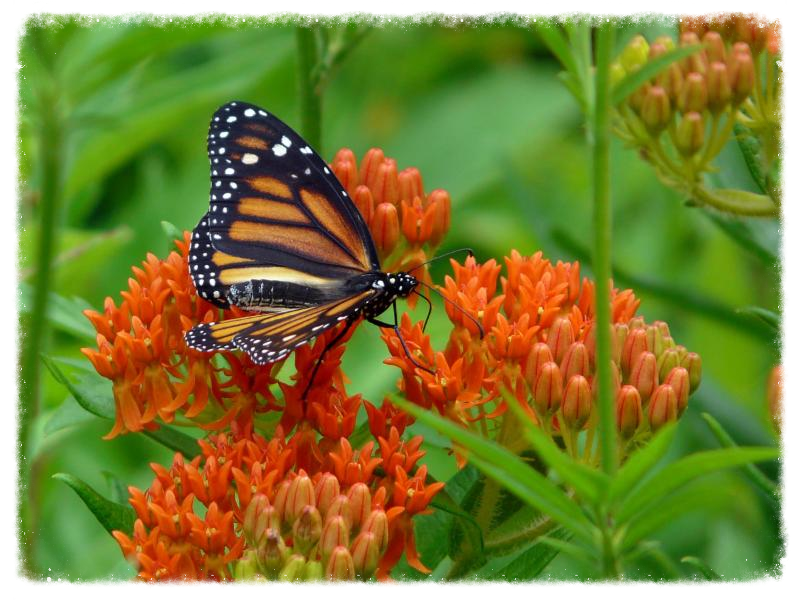 an analysis of monarch butterflies and butterfly weed an analysis of monarch butterflies and butterfly weed