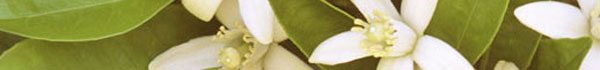 white-flowers-banner.jpg