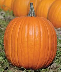 Single pumpkin