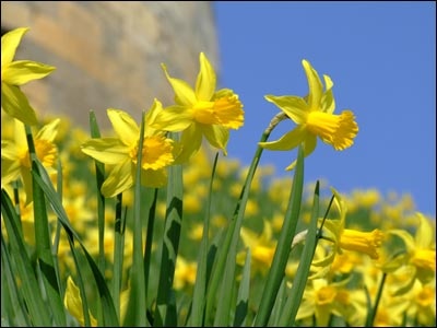 March Daff.