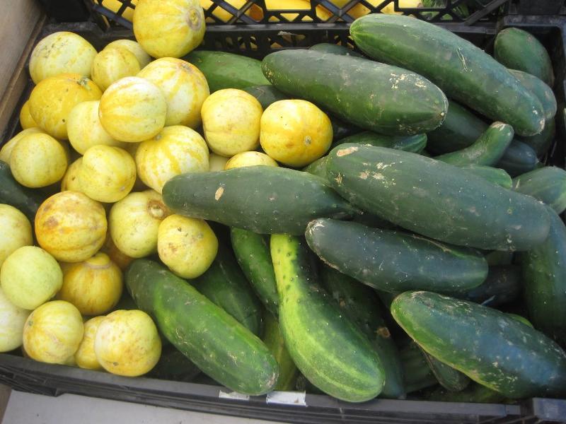 cukes & squash