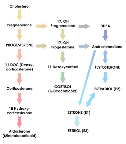 hormones small packages with big impacts hormone cascade chart