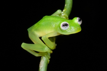 Hyalinobatrachium dianae is a new species of glass frog. Credit: Brian Kubicki, Costa Rican Amphibian Research Center