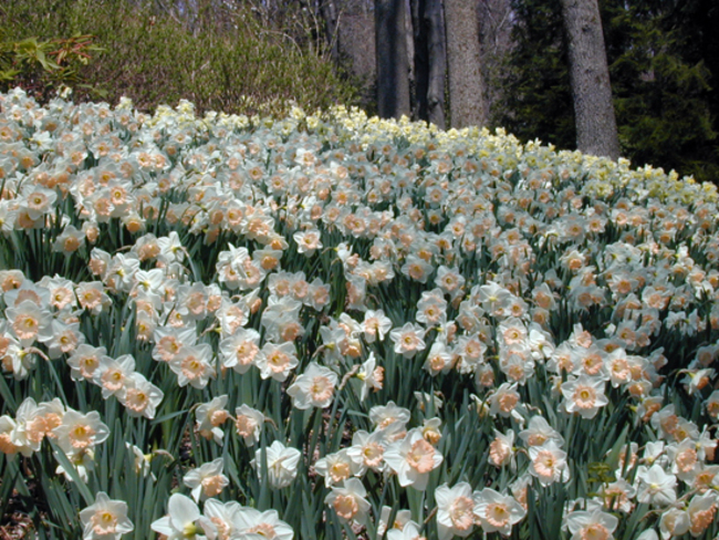 Open Gardens in South Salem