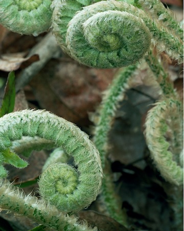 Bedford Historical Society