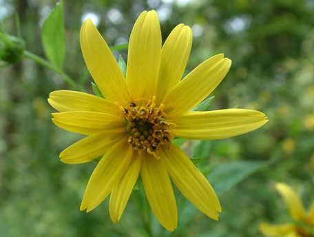 WCC's Native Plant Sale