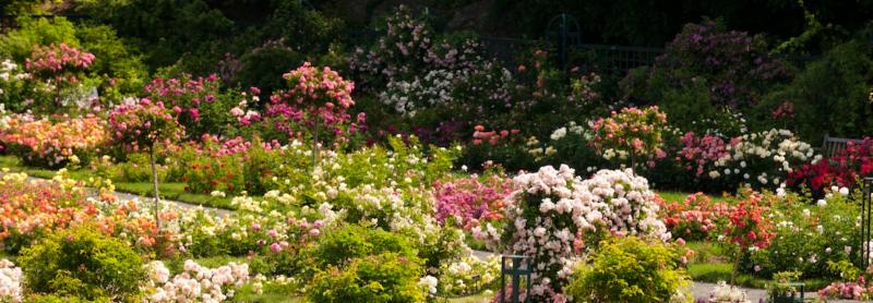 Rose Day AT NYBG