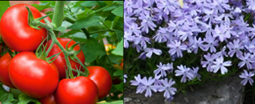 Lasdon Park Plant Sale