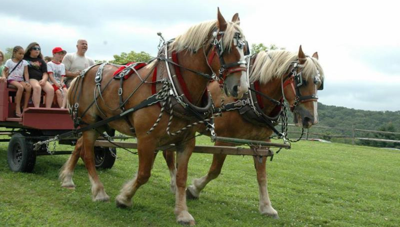 Putnam County 4H Fair