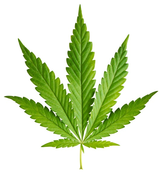 Dr. Nan Miller on Teen Pot Use