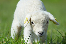 Muscoot Farm Baby Animals