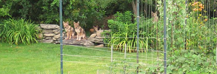 Coyotes in the back yard
