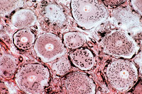 Histology Slides