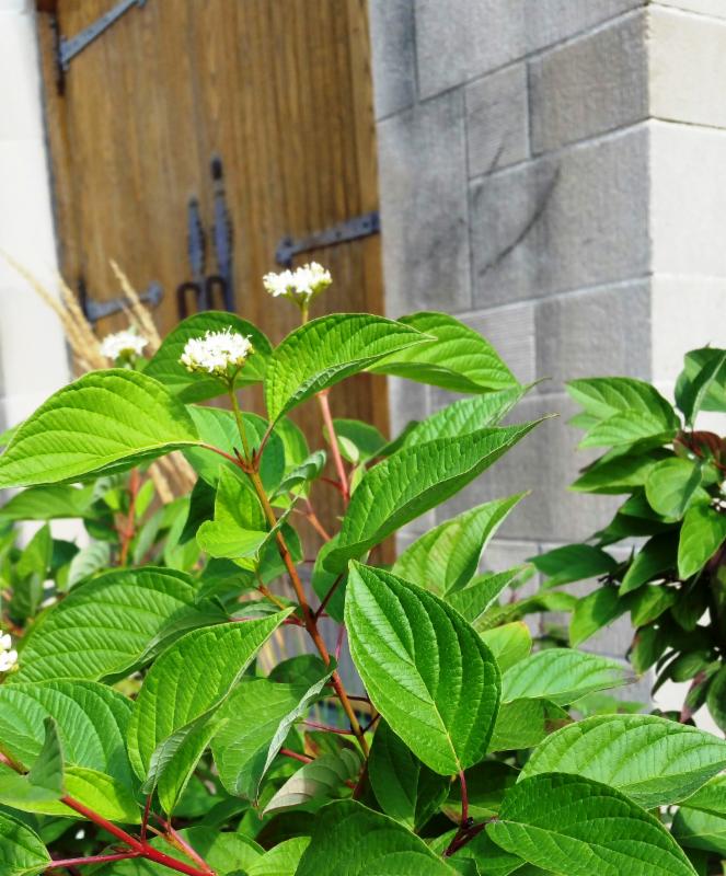 New shrubs